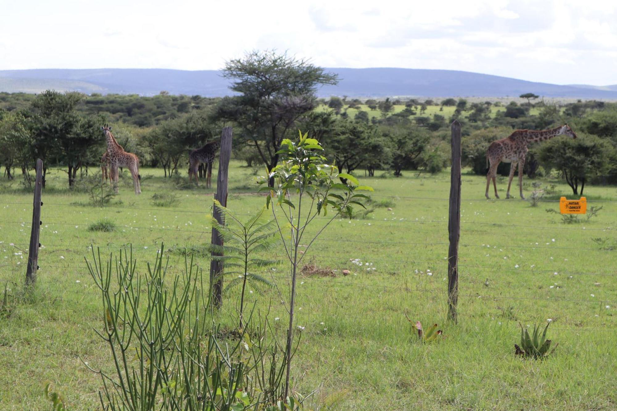 Kambu Mara Camp Hotel Sekenani Exterior photo