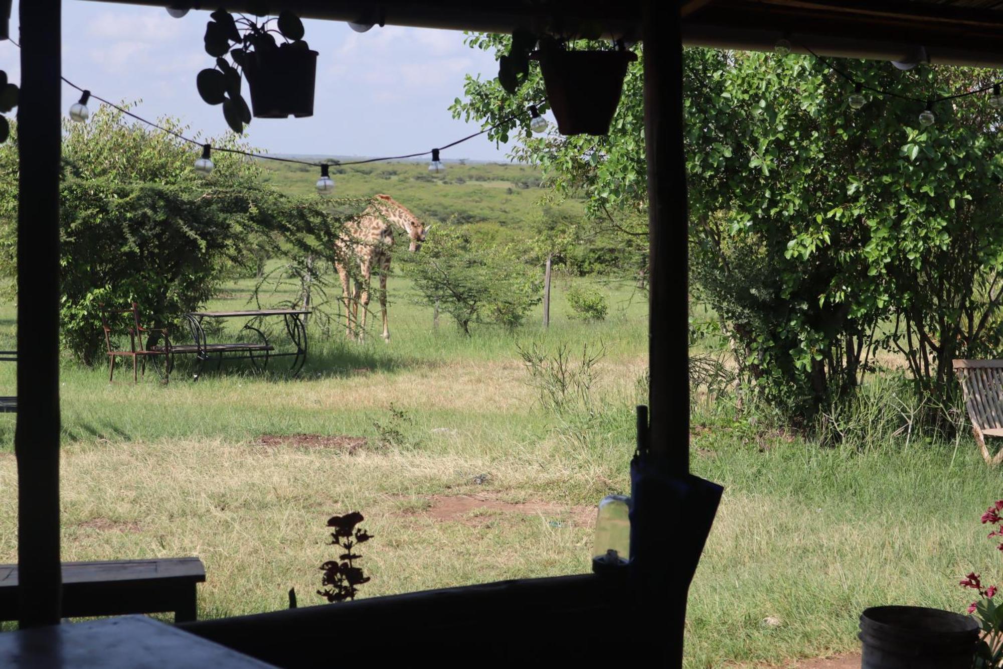 Kambu Mara Camp Hotel Sekenani Exterior photo